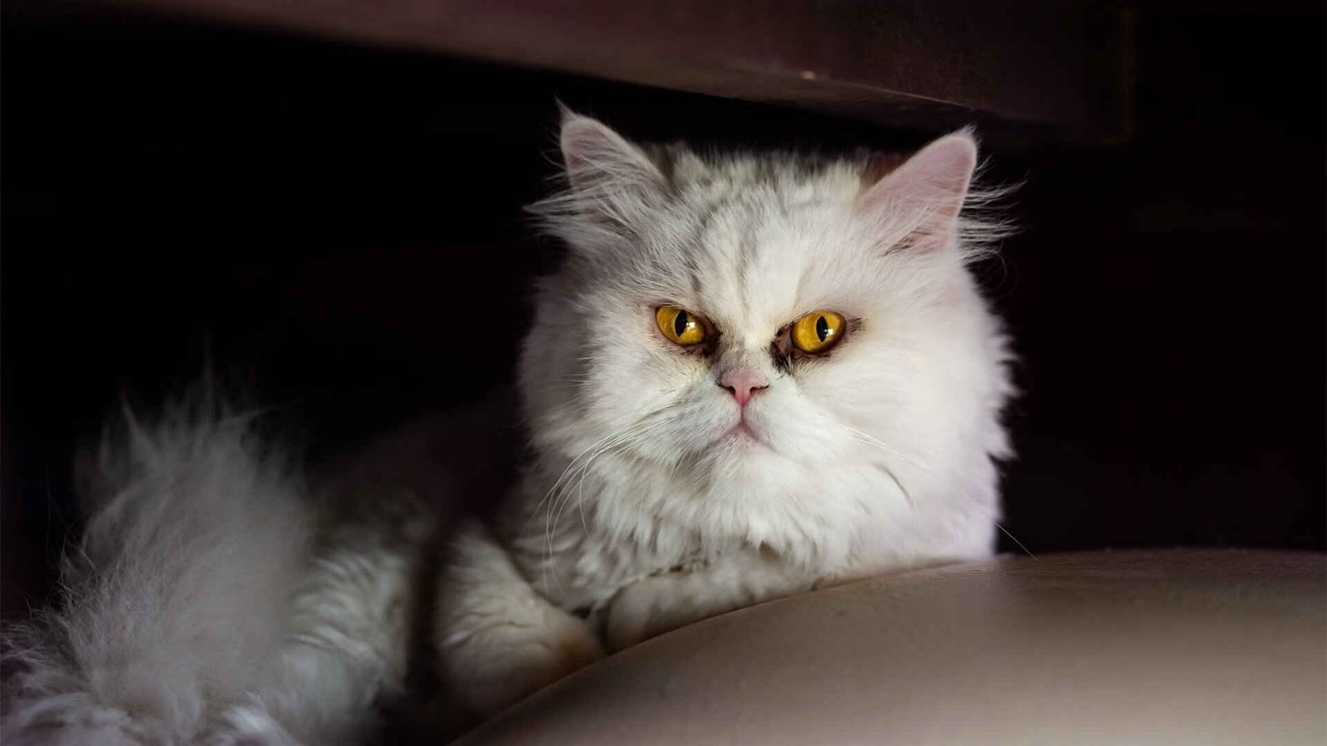 2018年季后赛：库里百发百中的远距离三分，打破多项NBA历史纪录，库里2018总决赛数据统计