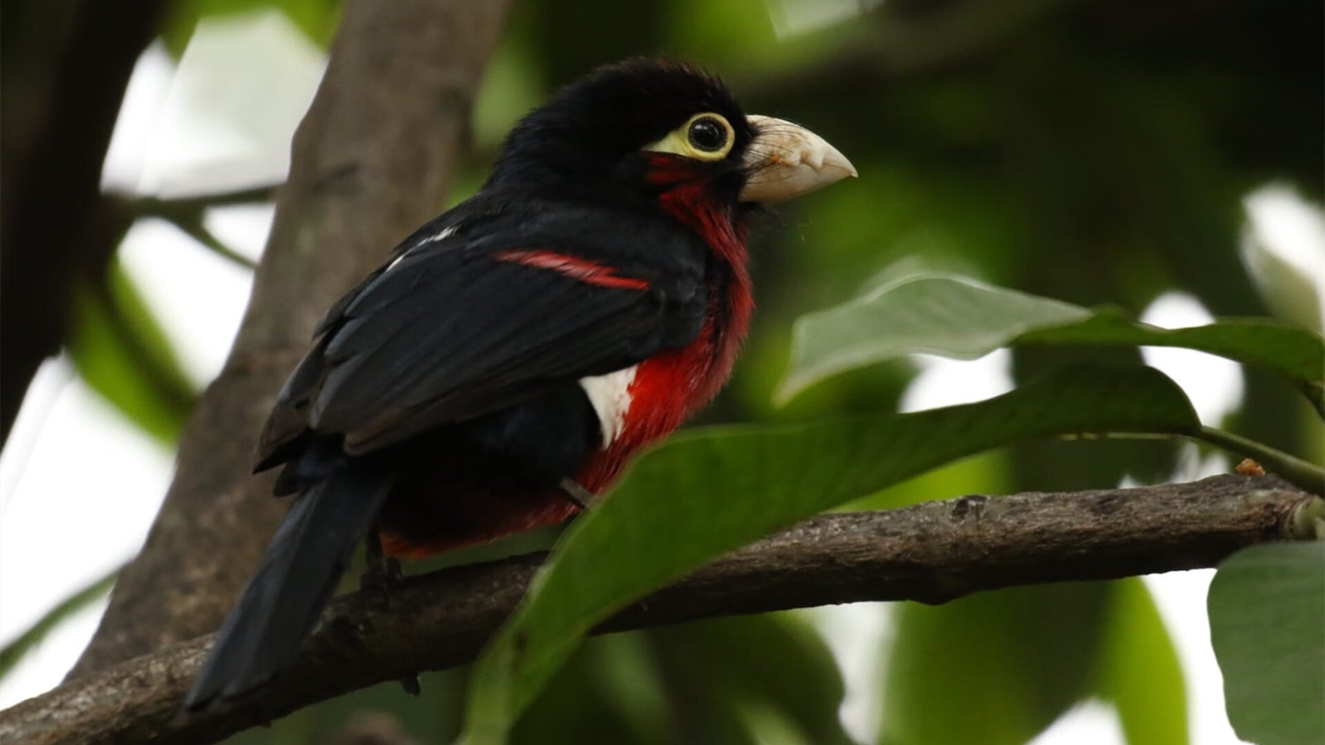 _掘金攻守平衡，推动排名进一步提升_，掘金ai