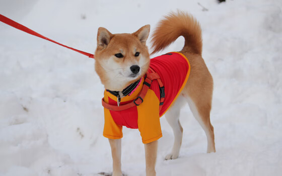 “掘金队核心球员复出,力争重回巅峰”,掘金队有谁