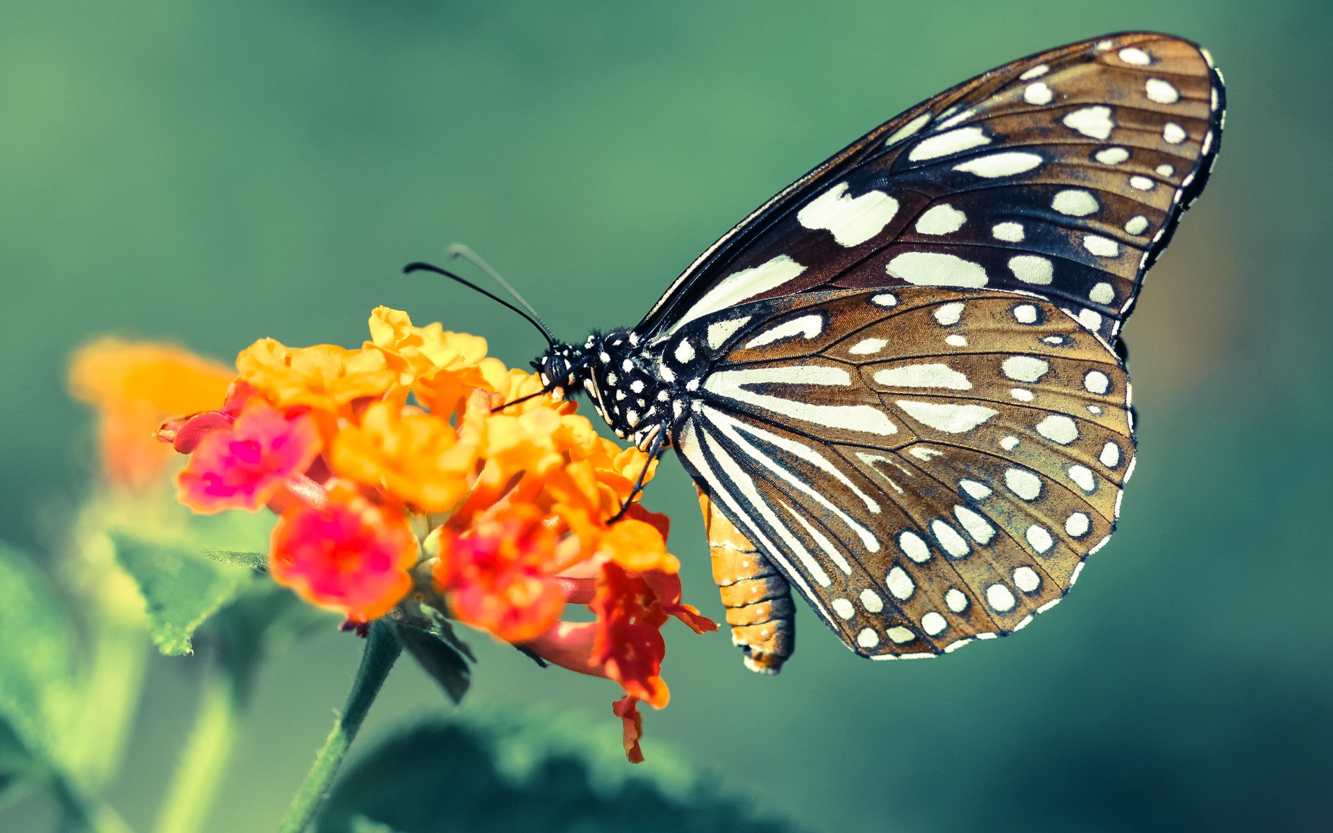 特色乡村篮球场建设逐步推广,推动乡村振兴战略,乡村篮球的意义