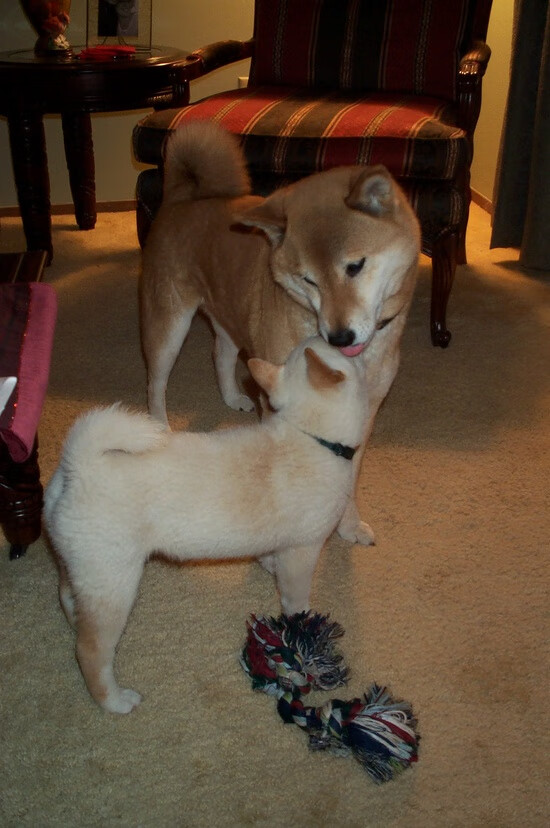 NBA传奇诺维茨基正式入驻名人堂，全场致敬响彻球馆，诺维茨基选秀