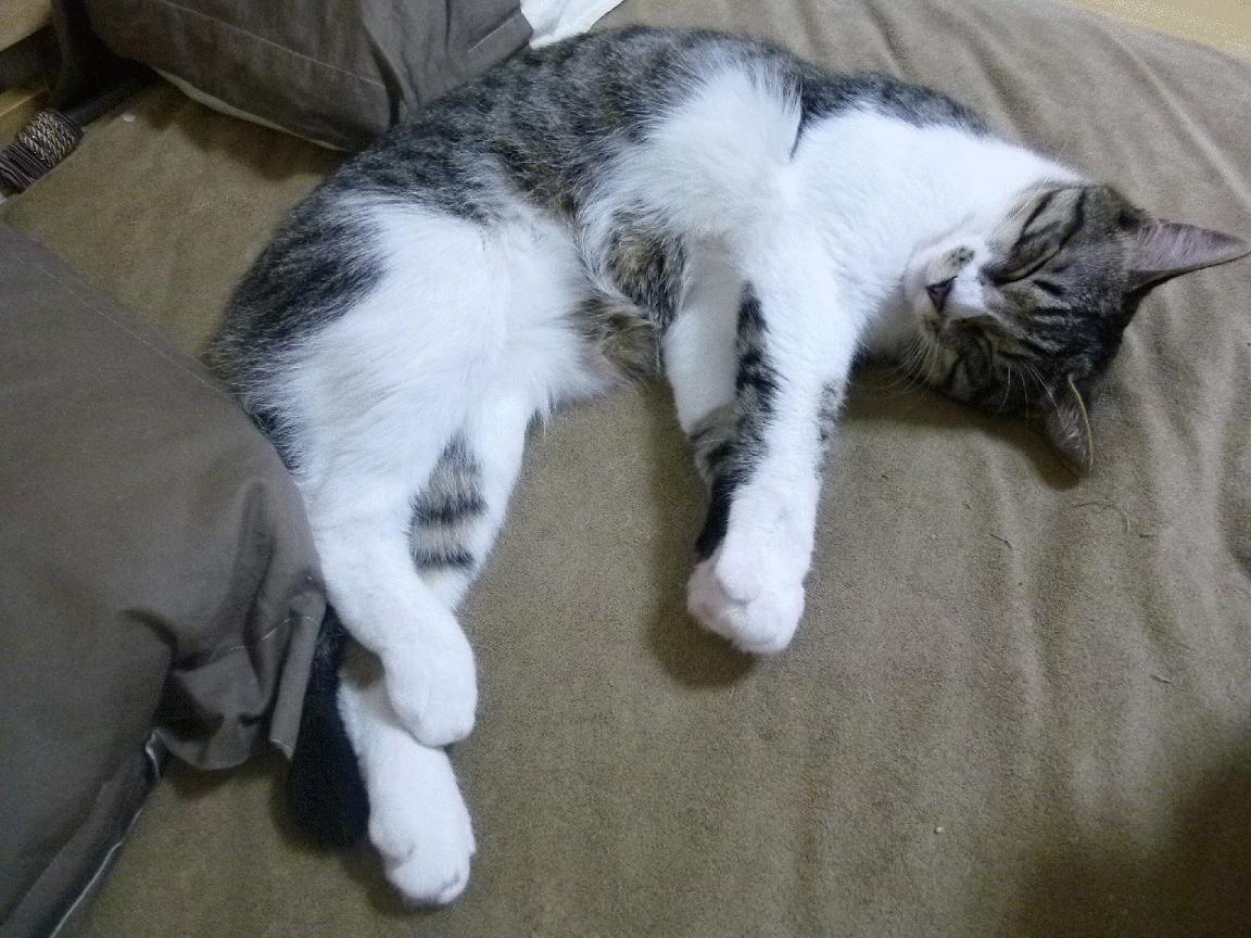 LCS战队备战MSI国际邀请赛,lcs赛区在哪里打比赛