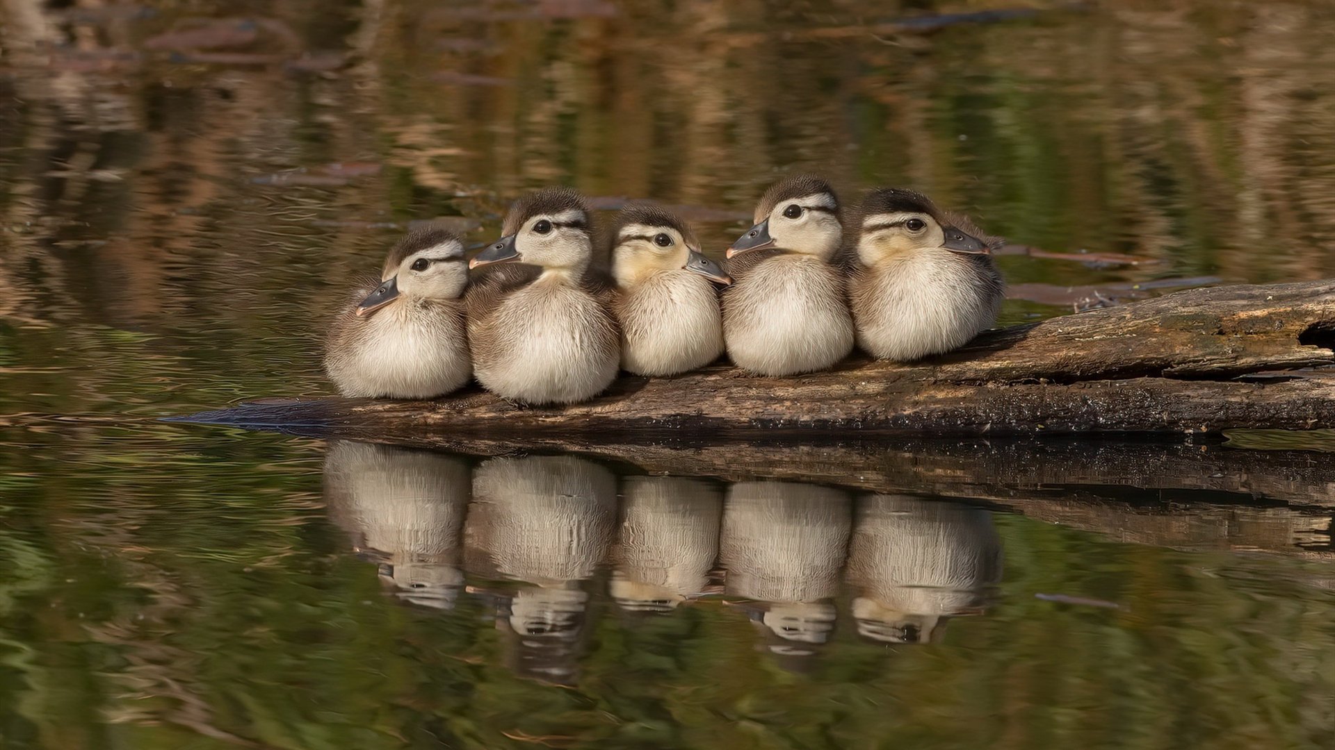 利物浦微胜对手,欧冠崎岖之途何日了却,利物浦夺欧冠采访球迷