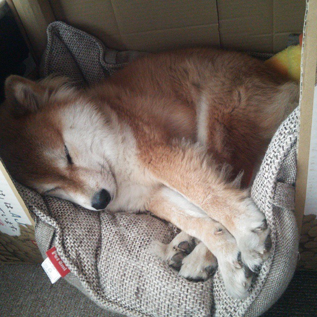 皇家社会全队备战，艰苦奋斗迎接挑战，皇家社会在哪