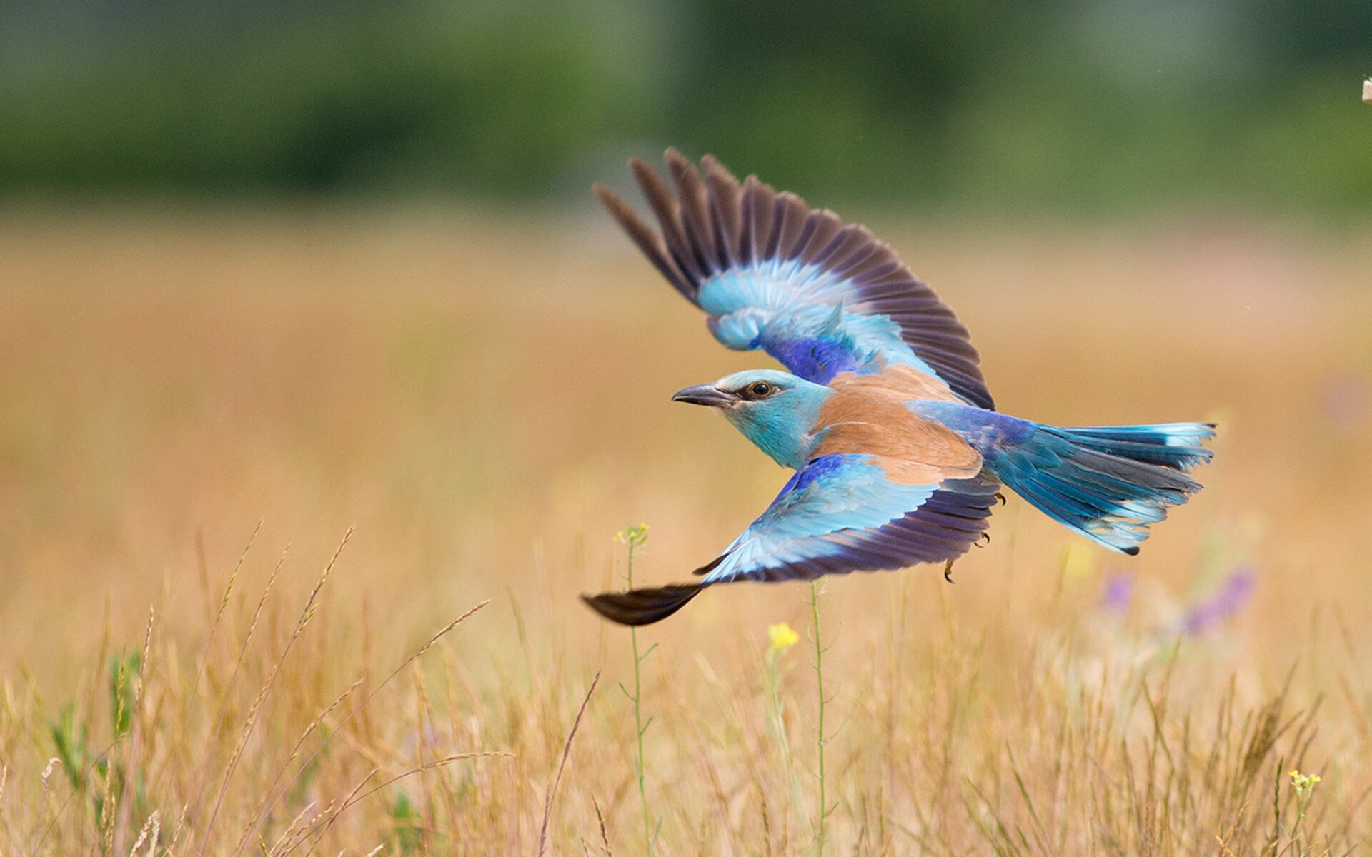 青岛黄海客场战胜山东队,取得胜利,青岛黄海客场战胜山东队,取得胜利是哪一年