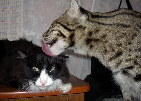 德甲球员肌肉疲劳监测与高强度训练周期管理，肌肉疲劳度等级