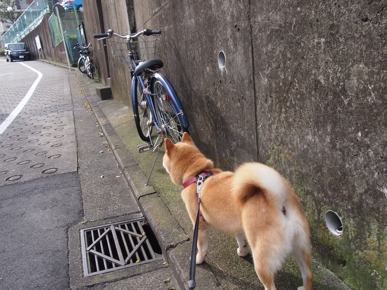 女子足球发展基金设立专项计划支持职业路径建设,女子足球训练营