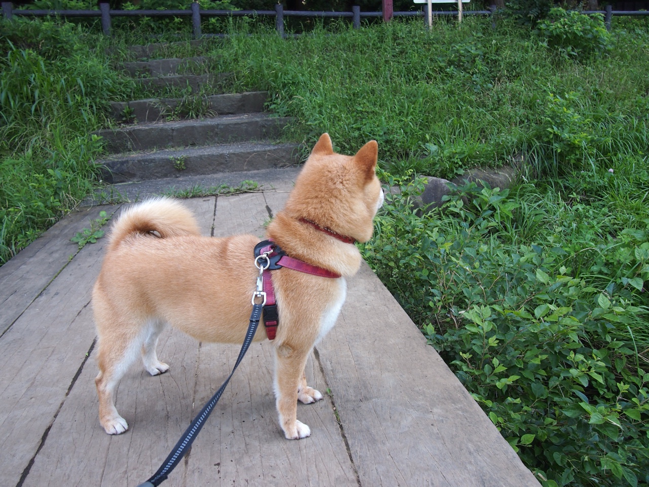 未来绿色智能足球场馆成为城市新地标,科技与绿色融合,智能足球场设备采购